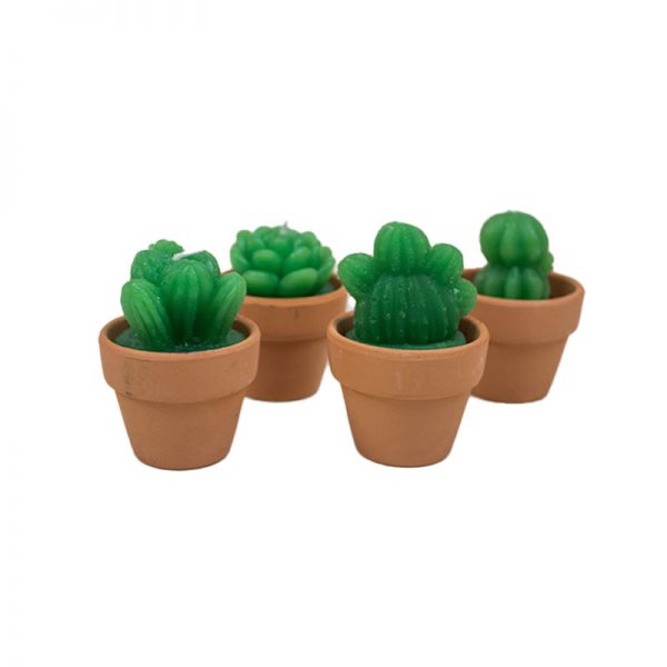 Velita cactus