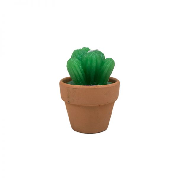 Velita cactus